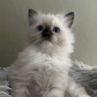 Fojo Ragdolls ico