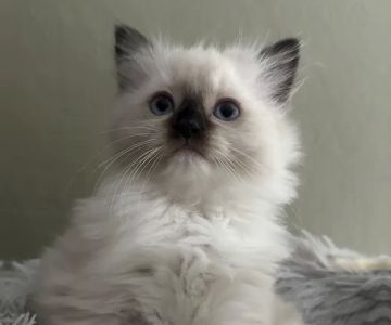 Fojo Ragdolls