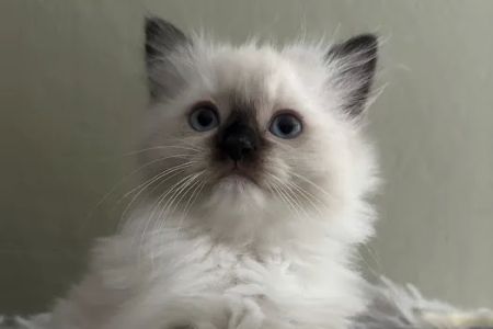 Fojo Ragdolls