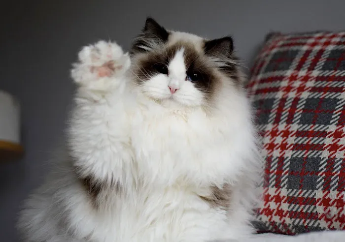 Fojo Ragdolls 12