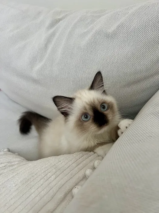 Fojo Ragdolls 12