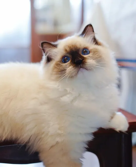 Fojo Ragdolls 12