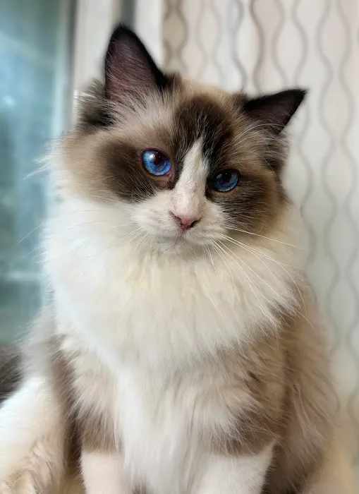 Fojo Ragdolls 12