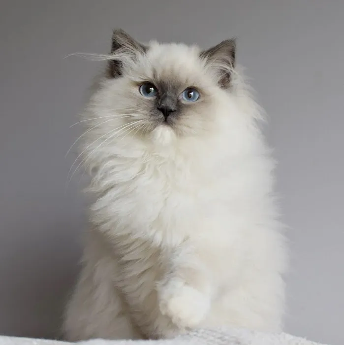 Fojo Ragdolls 12