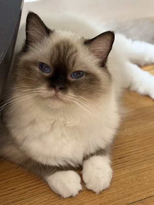Fojo Ragdolls 12