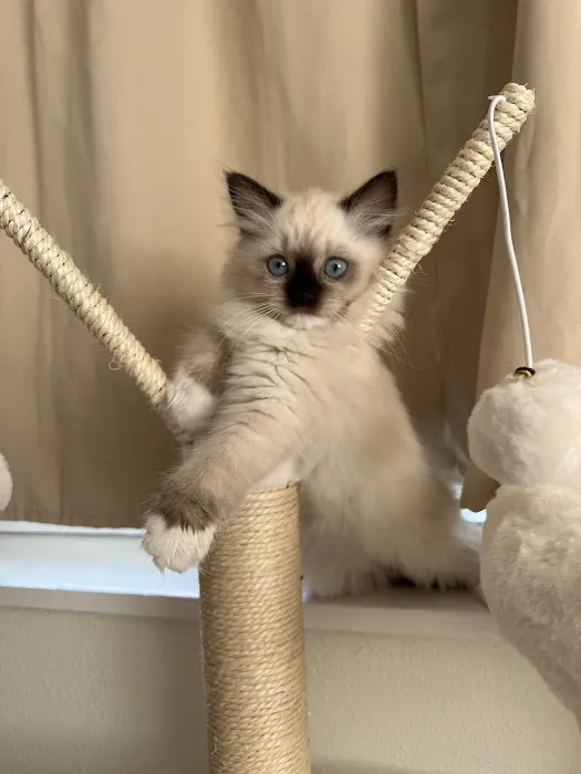 Fojo Ragdolls 12