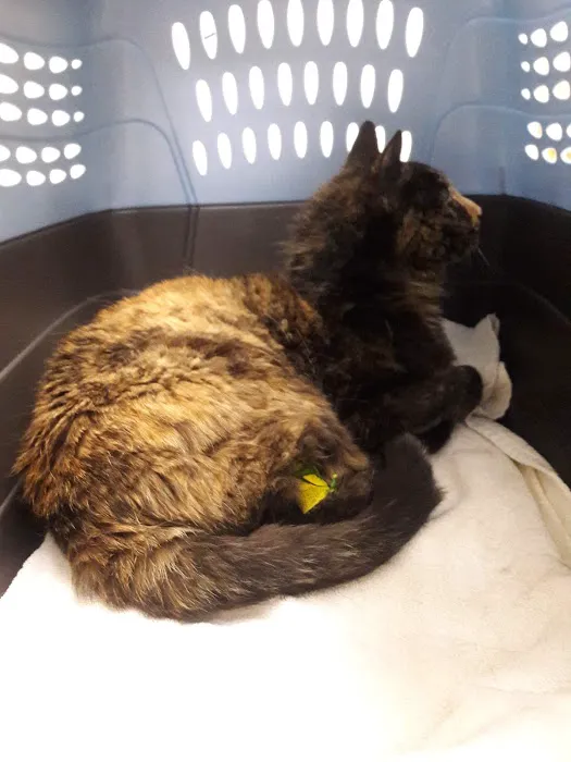 Companion Animal Hospital 12