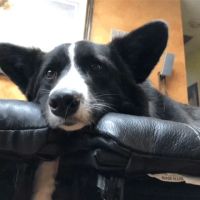 Companion Animal Hospital ico