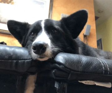 Companion Animal Hospital