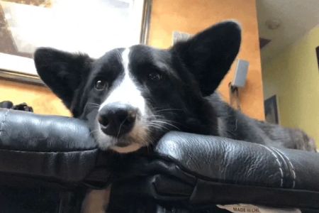 Companion Animal Hospital