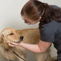 Crossroads Vet ico