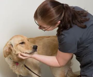 Crossroads Vet