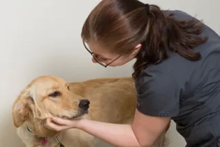 Crossroads Vet