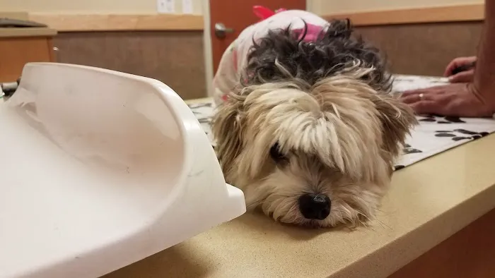 Brookfield Veterinary Hospital 4