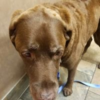 Brookfield Veterinary Hospital ico