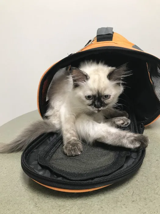 Island Cats Veterinary Hospital 12