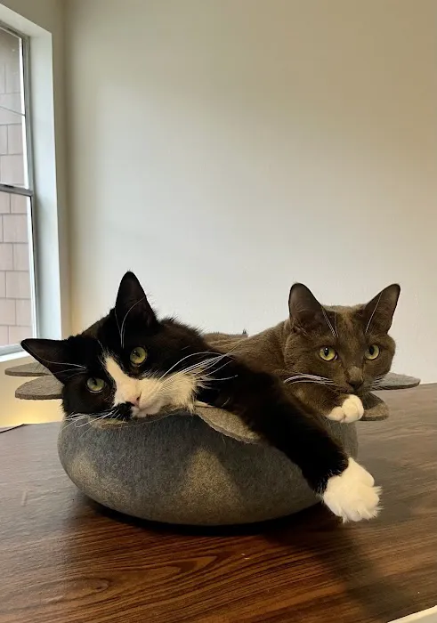Island Cats Veterinary Hospital 12
