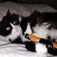 Island Cats Veterinary Hospital ico