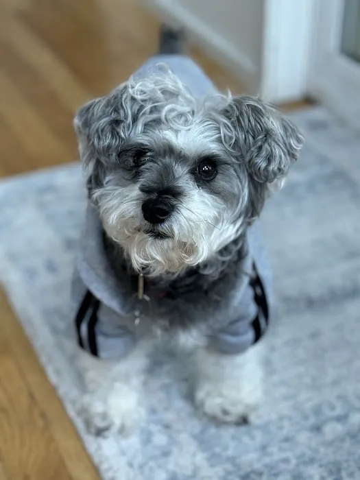 Island Animal Hospital and Urgent Care Services 12