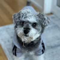 Island Animal Hospital and Urgent Care Services ico