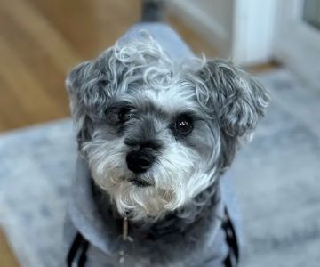 Island Animal Hospital and Urgent Care Services