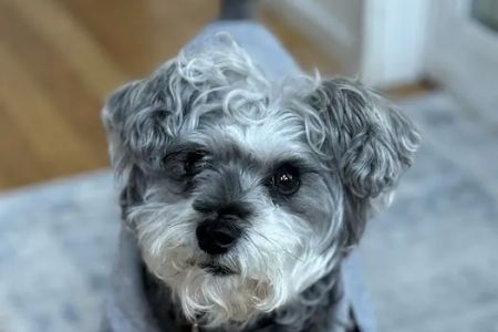 Island Animal Hospital and Urgent Care Services