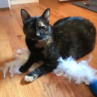 Pet Care Center at Luna Park ico
