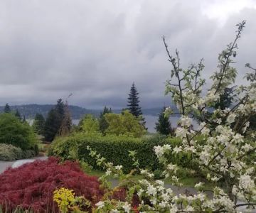 Emerald Downs Vet Associates