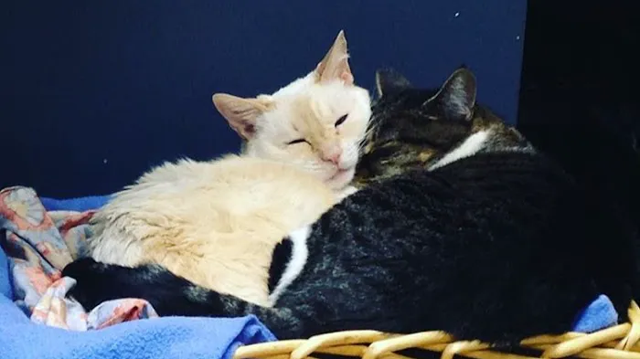 Lien Animal Clinic, A Thrive Pet Healthcare Partner 12