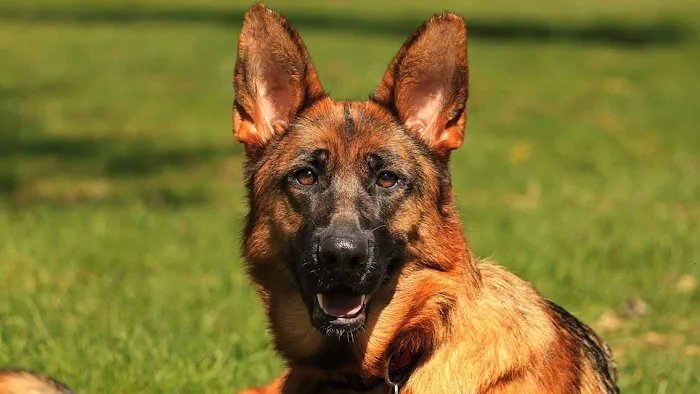 Lien Animal Clinic, A Thrive Pet Healthcare Partner 12
