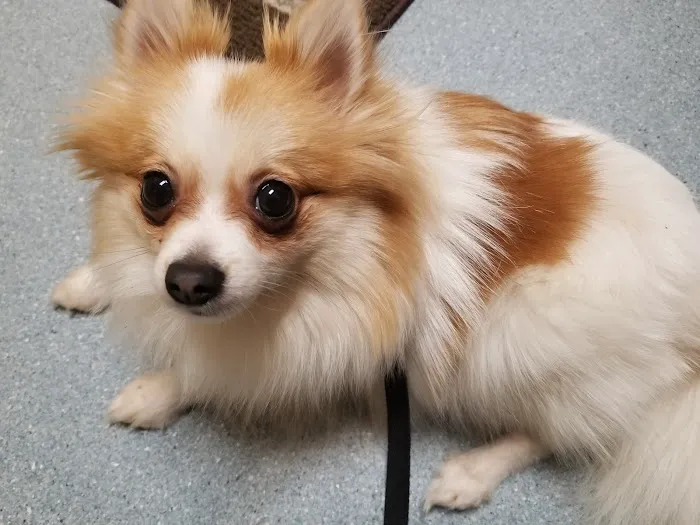 Lien Animal Clinic, A Thrive Pet Healthcare Partner 12