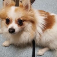 Lien Animal Clinic, A Thrive Pet Healthcare Partner ico