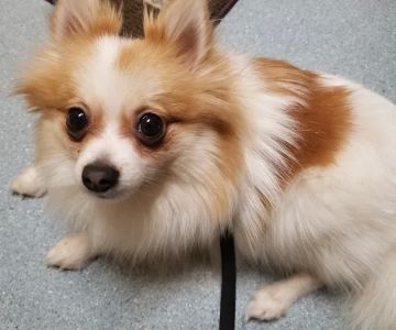 Lien Animal Clinic, A Thrive Pet Healthcare Partner