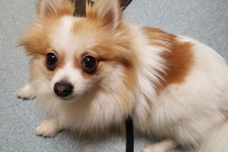 Lien Animal Clinic, A Thrive Pet Healthcare Partner
