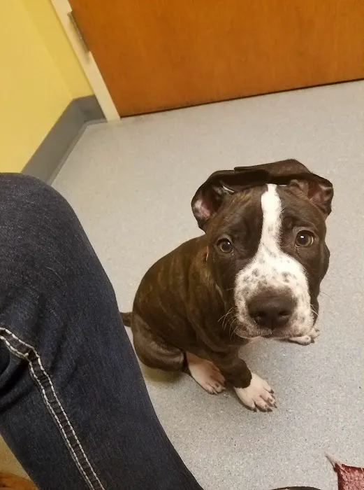 Lien Animal Clinic, A Thrive Pet Healthcare Partner 12