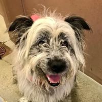 West Seattle Animal Hospital ico