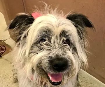 West Seattle Animal Hospital