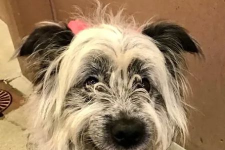 West Seattle Animal Hospital