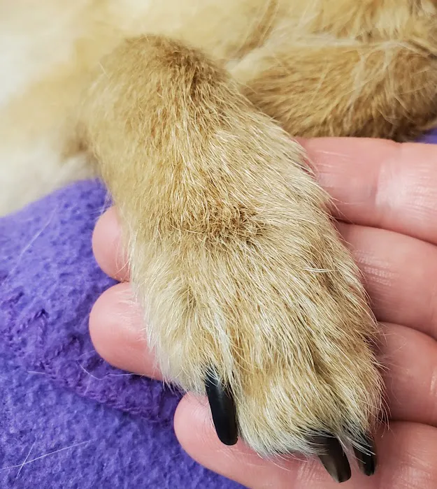 West Seattle Animal Hospital 12