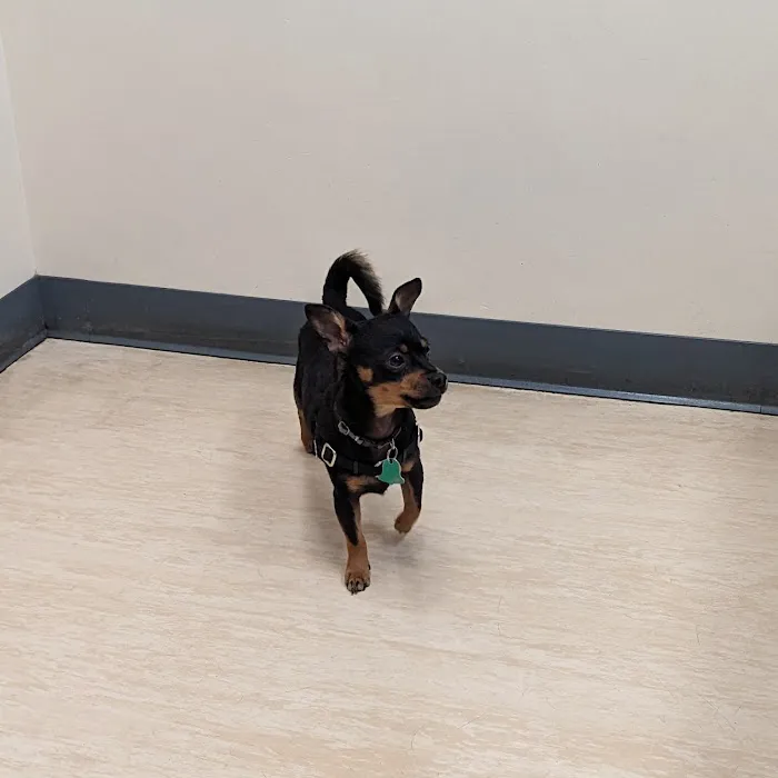 West Seattle Animal Hospital 12