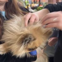 Vetco Vaccination Clinic ico
