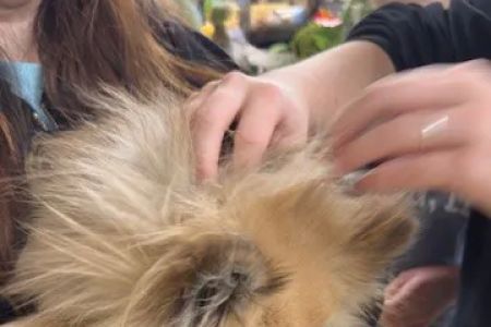 Vetco Vaccination Clinic