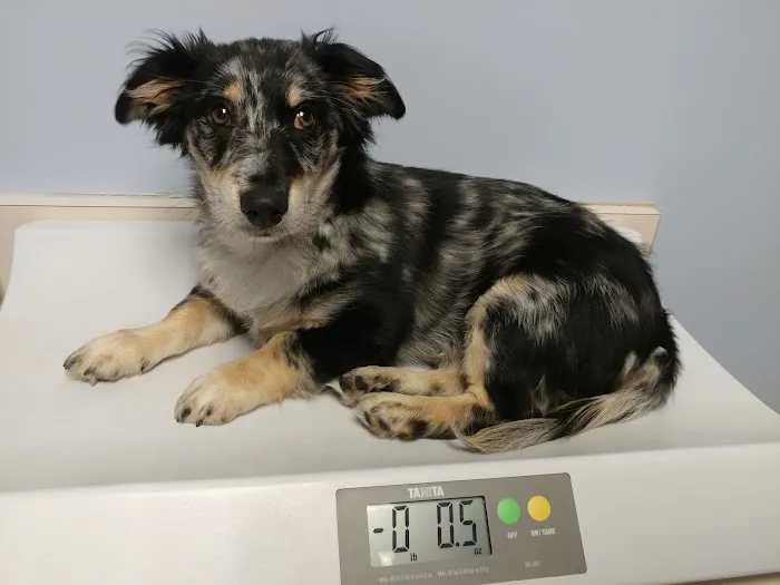 VCA West Seattle Veterinary Hospital 12