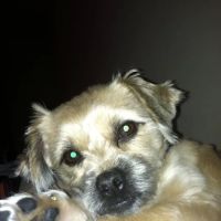 VCA West Seattle Veterinary Hospital ico