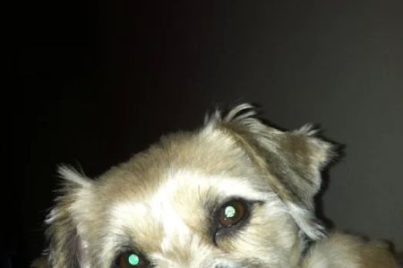 VCA West Seattle Veterinary Hospital