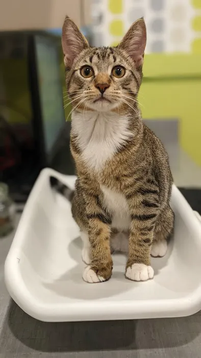 Cascade Heights Veterinary Center 12