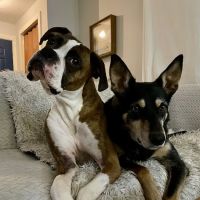 Cascade Heights Veterinary Center ico