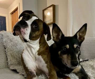 Cascade Heights Veterinary Center