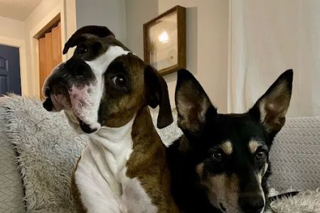 Cascade Heights Veterinary Center