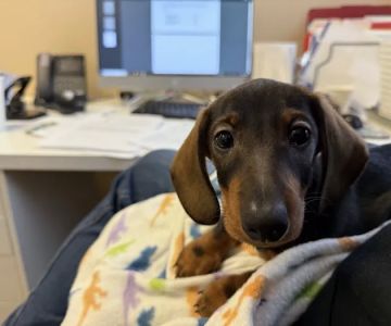 Greentree Animal Hospital